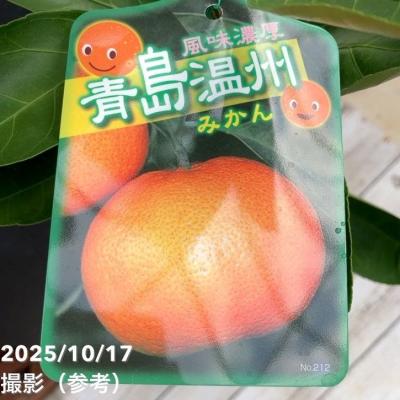 青島みかん苗木（果樹の苗、苗木）｜苗木、植木 | 花、ガーデニング の