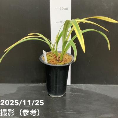 キンリョウヘンのおすすめ人気商品一覧 通販 - Yahoo!ショッピング