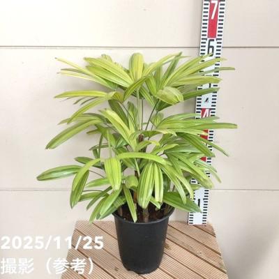 観音竹のおすすめ人気商品一覧 通販 - Yahoo!ショッピング