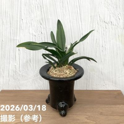 万年青鉢のおすすめ人気商品一覧 通販 - Yahoo!ショッピング