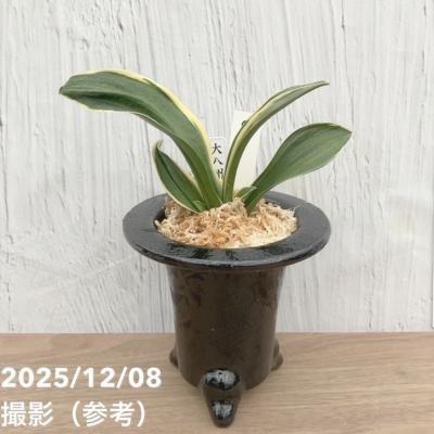 万年青鉢のおすすめ人気商品一覧 通販 - Yahoo!ショッピング