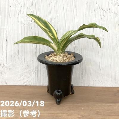 万年青鉢のおすすめ人気商品一覧 通販 - Yahoo!ショッピング