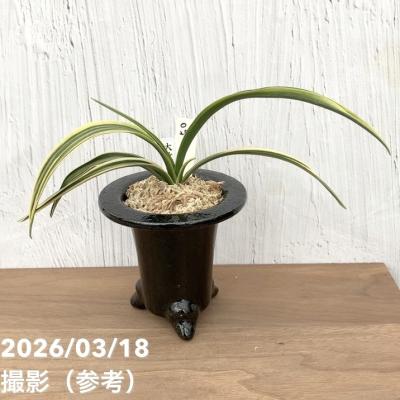 万年青鉢のおすすめ人気商品一覧 通販 - Yahoo!ショッピング