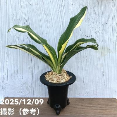 万年青鉢のおすすめ人気商品一覧 通販 - Yahoo!ショッピング