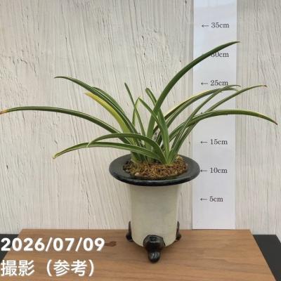 高級万年青（観葉植物）（観葉植物種類：オモト） | 花、ガーデニング