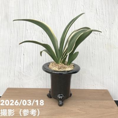 万年青鉢のおすすめ人気商品一覧 通販 - Yahoo!ショッピング