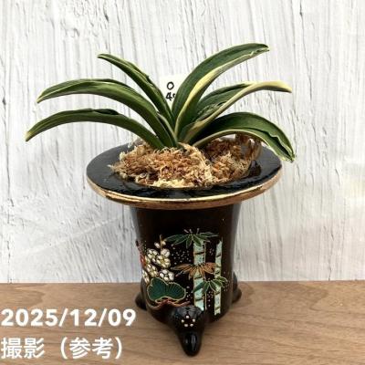 万年青鉢のおすすめ人気商品一覧 通販 - Yahoo!ショッピング