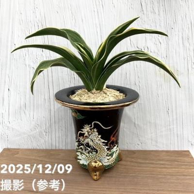 おもとのおすすめ人気商品一覧 通販 - Yahoo!ショッピング