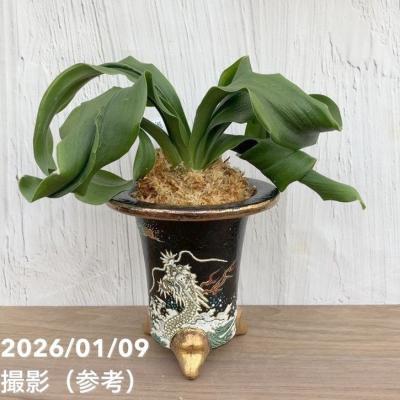 万年青鉢のおすすめ人気商品一覧 通販 - Yahoo!ショッピング