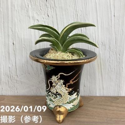 万年青鉢のおすすめ人気商品一覧 通販 - Yahoo!ショッピング