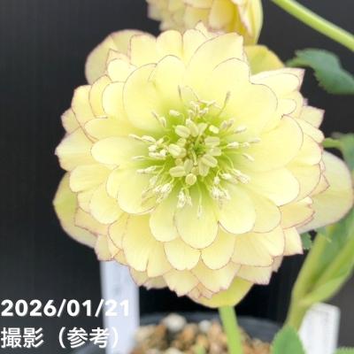 アフロディーテ（花、ガーデニング）のおすすめ人気商品一覧 通販