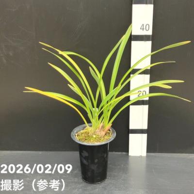 日本ミツバチ キンリョウヘンのおすすめ人気商品一覧 通販 - Yahoo