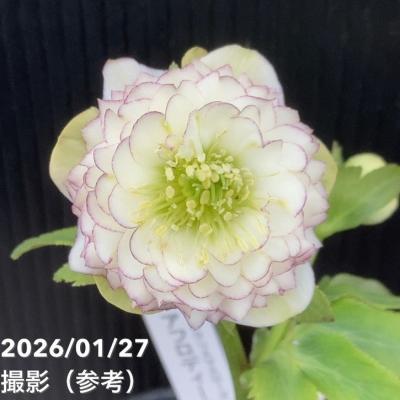 アフロディーテ（花、ガーデニング）のおすすめ人気商品一覧 通販