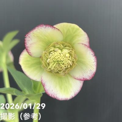 クリスマスローズのおすすめ人気商品一覧 通販 - Yahoo!ショッピング