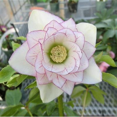 クリスマスローズ 開花株のおすすめ人気商品一覧 通販 - Yahoo