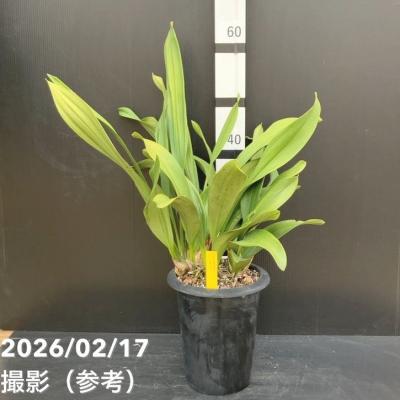 日本ミツバチ キンリョウヘンのおすすめ人気商品一覧 通販 - Yahoo