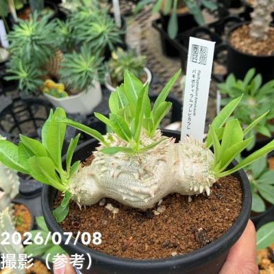 パキポディウム恵比寿大黒の商品一覧 通販 - Yahoo!ショッピング