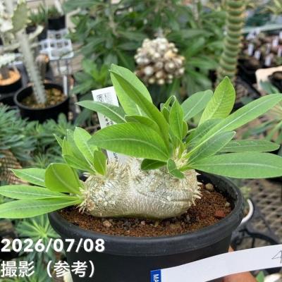 パキポディウム恵比寿大黒の商品一覧 通販 - Yahoo!ショッピング
