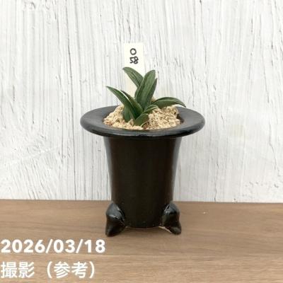 万年青鉢のおすすめ人気商品一覧 通販 - Yahoo!ショッピング