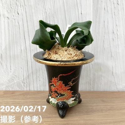 万年青鉢のおすすめ人気商品一覧 通販 - Yahoo!ショッピング