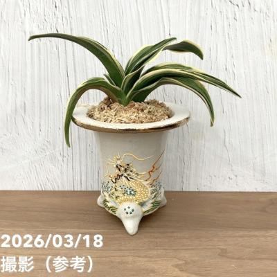 万年青のおすすめ人気商品一覧 通販 - Yahoo!ショッピング