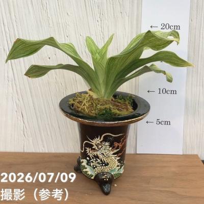 万年青の商品一覧 通販 - Yahoo!ショッピング