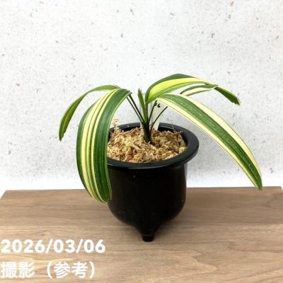 観音竹 品種のおすすめ人気商品一覧 通販 - Yahoo!ショッピング