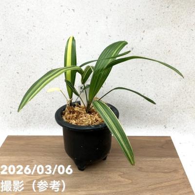 観音竹 品種の商品一覧 通販 - Yahoo!ショッピング