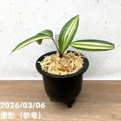 観音竹 品種の商品一覧 通販 - Yahoo!ショッピング