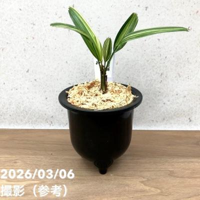 観音竹 品種の商品一覧 通販 - Yahoo!ショッピング