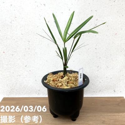 観音竹 高級鉢付き ★引き取り希望★ 観音竹 品種のおすすめ人気商品一覧 通販 - Yahoo!ショッピング