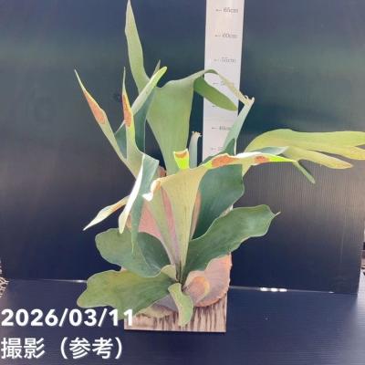 ビカクシダ 板のおすすめ人気商品一覧 通販 - Yahoo!ショッピング