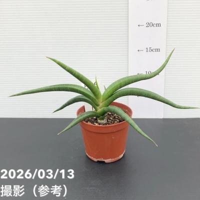 サンスベリア ムーンシャインのおすすめ人気商品一覧 通販 - Yahoo