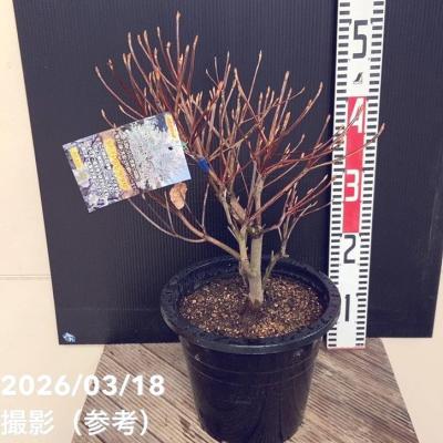 シロヤシオ（苗木、植木） | 花、ガーデニング のおすすめ人気商品一覧