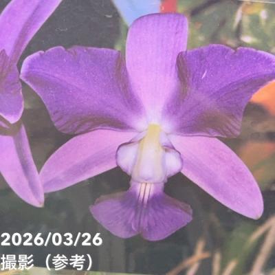 カトレア苗（苗） | 花、ガーデニング の商品一覧 通販 - Yahoo 