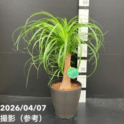 トックリランのおすすめ人気商品一覧 通販 - Yahoo!ショッピング