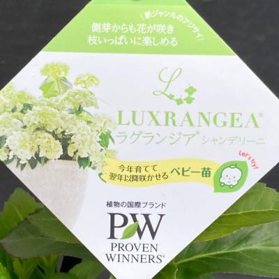 ラグランジア（苗） | 花、ガーデニング の商品一覧 通販 - Yahoo