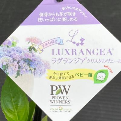 ラグランジア クリスタルヴェールのおすすめ人気商品一覧 通販 - Yahoo