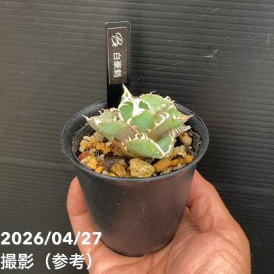 わさん専用　アガベ３つセット/まとめ買い 楽天市場】アガベ セットの通販