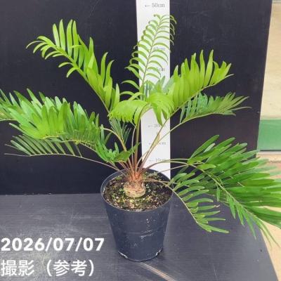 ザミア ヴァスケシー ウスバザミア フィッシェリー ソテツ サイカス