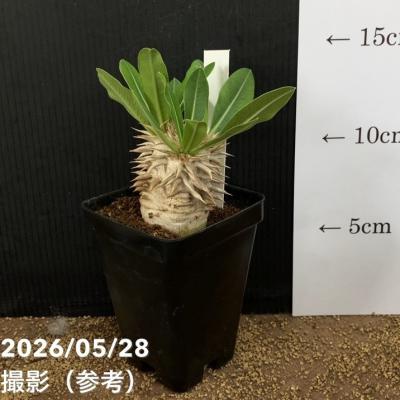 パキポディウムブレビカリックス（花、ガーデニング）のおすすめ人気