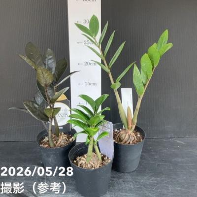 ザミオクルカス 黒（観葉植物） | 花、ガーデニング のおすすめ人気