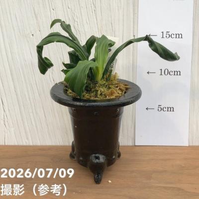 万年青鉢のおすすめ人気商品一覧 通販 - Yahoo!ショッピング