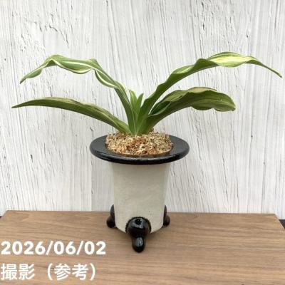 万年青鉢のおすすめ人気商品一覧 通販 - Yahoo!ショッピング