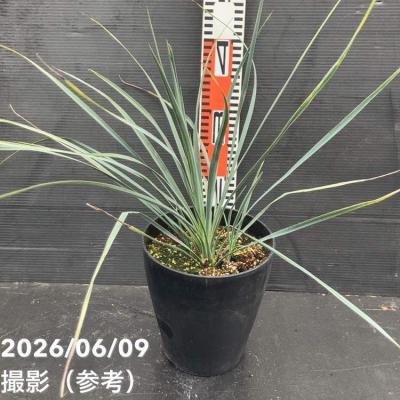 ユッカ 屋外（花、ガーデニング）の商品一覧 通販 - Yahoo!ショッピング