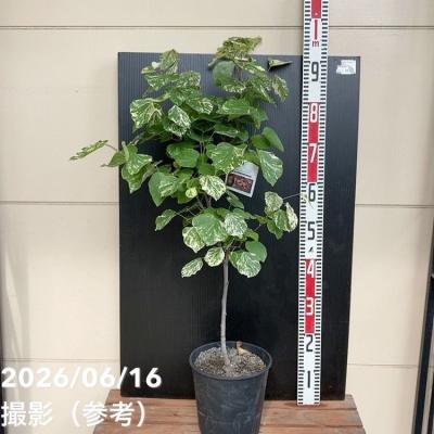 アメリカハナズオウフォレストパンシー（花、ガーデニング）の商品一覧