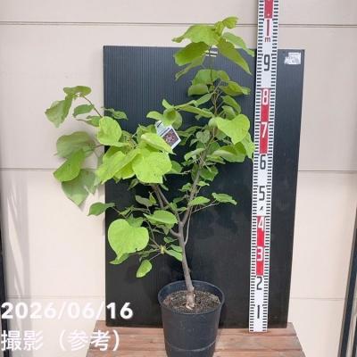 アメリカハナズオウ ハートオブゴールド（苗木、植木） | 花