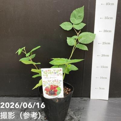 ブラックベリー（苗木、植木） | 花、ガーデニング のおすすめ人気商品