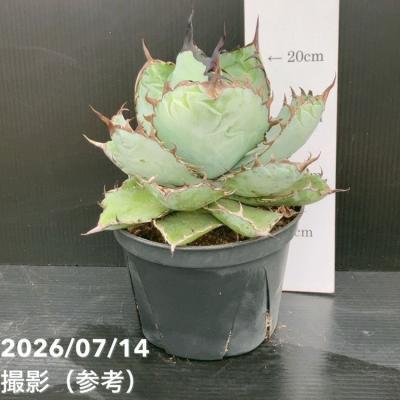 アガベ リュウゼツランの商品一覧 通販 - Yahoo!ショッピング