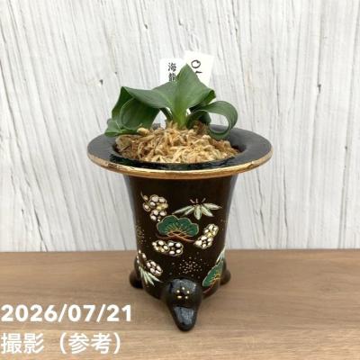 万年青鉢の商品一覧 通販 - Yahoo!ショッピング